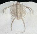 Paraceraurus Trilobite From Russia #10252-3